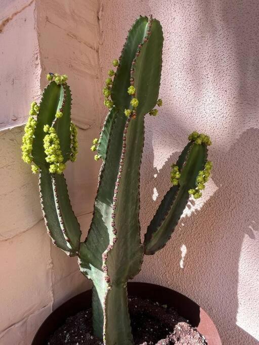 Casa Cactus Paraiso Parque Holandes Екстериор снимка