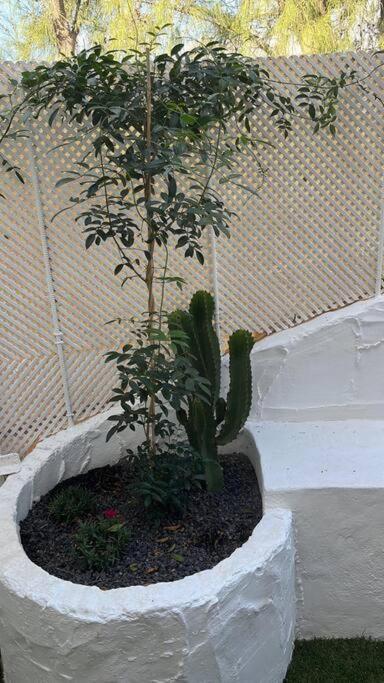 Casa Cactus Paraiso Parque Holandes Екстериор снимка
